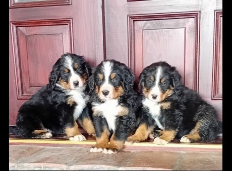 1 bernski planinski pas t0326.jpg